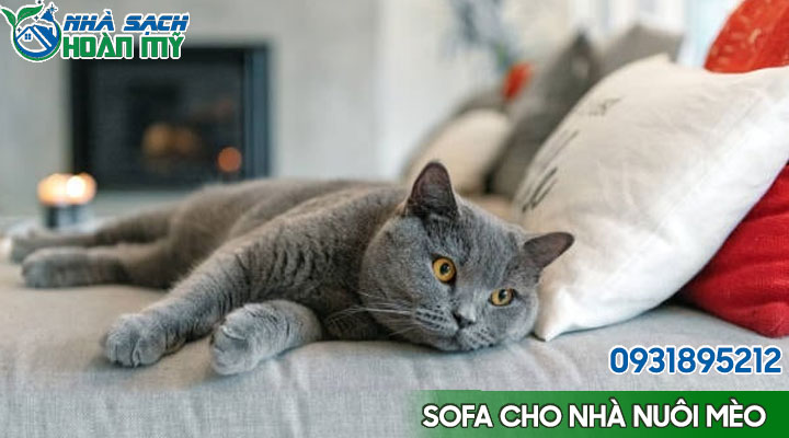 Chọn ghế sofa phù hợp với nhà nuôi mèo