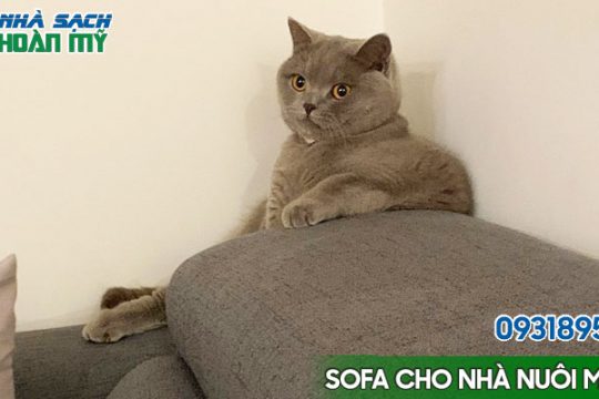 Lựa chọn ghế sofa phù hợp với nhà nuôi mèo