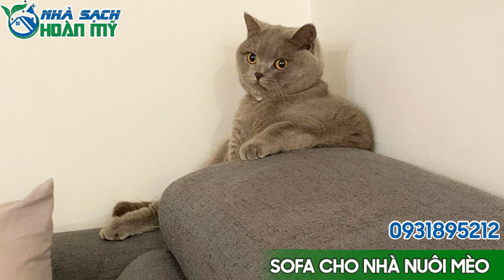 Lựa chọn ghế sofa phù hợp với nhà nuôi mèo